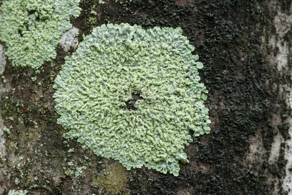 How To Get Rid Of Lichen On Headstones (Gravestone Cleaning Tips)