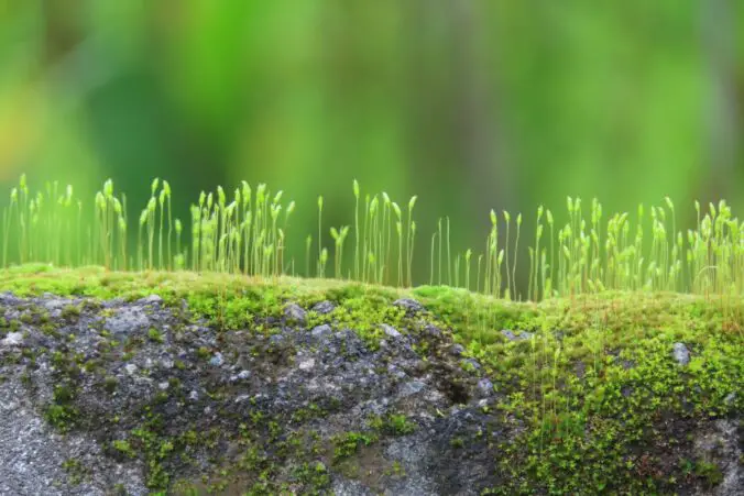 Moss on a headstone