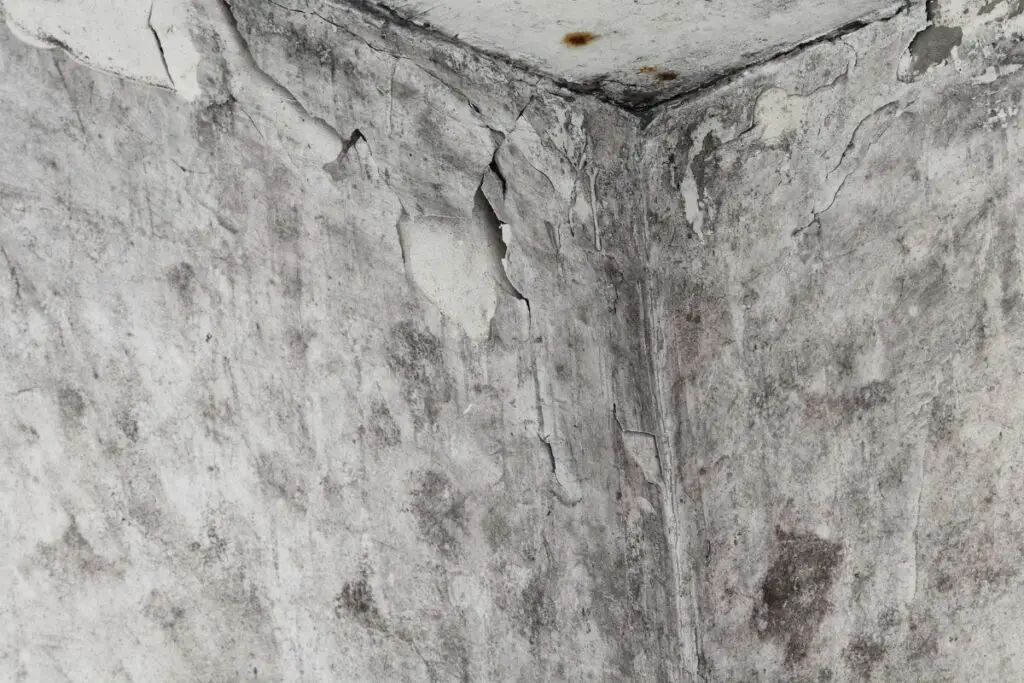 How to Remove Mold from Granite Headstones (Tips & Tricks For Cleaning